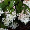Hydrangea Paniculata White Diamond - Hortensia Paniculé 1 Hydrangea Paniculata White Diamond - Hortensia Paniculé -Fleurs & Plantes Soldes Boutique Hydrangea paniculata White Diamond 7487 1