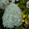 Hydrangea Paniculata Silver Dollar - Hortensia Paniculé -Fleurs & Plantes Soldes Boutique Hydrangea paniculata silver Dollar 7866 1 1