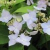 Hortensia - Hydrangea Serrata Blue Deckle -Fleurs & Plantes Soldes Boutique Hydrangea serrata Blue Deckle 781674 1