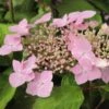 Hortensia - Hydrangea Serrata Graciosa -Fleurs & Plantes Soldes Boutique Hydrangea serrata Graciosa 781675 1