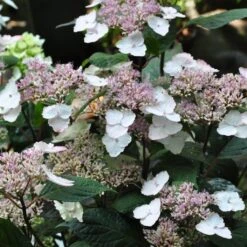 Hortensia - Hydrangea Serrata Intermedia