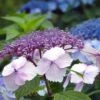Hortensia - Hydrangea Serrata Klaveren -Fleurs & Plantes Soldes Boutique Hydrangea serrata Klaveren 67848 1