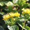 Hypericum Inodorum Magical Sunshine - Millepertuis -Fleurs & Plantes Soldes Boutique Hypericum x inodorum Magical Sunshine 84103 1