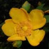 Millepertuis - Hypericum (x) Moserianum -Fleurs & Plantes Soldes Boutique Hypericum x moserianum 84106 1