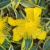 Millepertuis - Hypericum Calycinum Carnival -Fleurs & Plantes Soldes Boutique Hypericum calycinum Carnival 88825 1