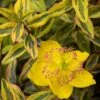 Hypericum (x) Moserianum Little Misstery - Millepertuis De Moser 1 Hypericum (x) Moserianum Little Misstery - Millepertuis De Moser -Fleurs & Plantes Soldes Boutique Hypericum x moserianum Little Misstery Millepertuis de Moser 16335 1