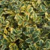 Houx Panaché - Ilex Golden King 1 Houx Panaché - Ilex Golden King -Fleurs & Plantes Soldes Boutique ILEX ALTACLERENSIS GOLDEN KING 781728 1