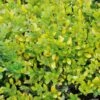 Houx Crénelé - Ilex Crenata Golden Gem 2 Houx Crénelé - Ilex Crenata Golden Gem -Fleurs & Plantes Soldes Boutique ILEX CRENATA GOLDEN GEM 781727 1