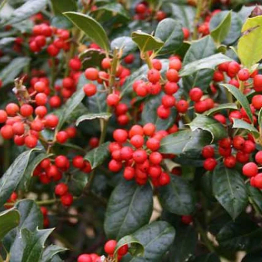 Houx D'ornement - Ilex Nellie R. Stevens 3 Houx D'ornement - Ilex Nellie R. Stevens