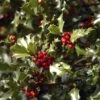 Houx Commun - Ilex Aquifolium Alaska 1 Houx Commun - Ilex Aquifolium Alaska -Fleurs & Plantes Soldes Boutique Ilex aquifolium Alaska 7850 1