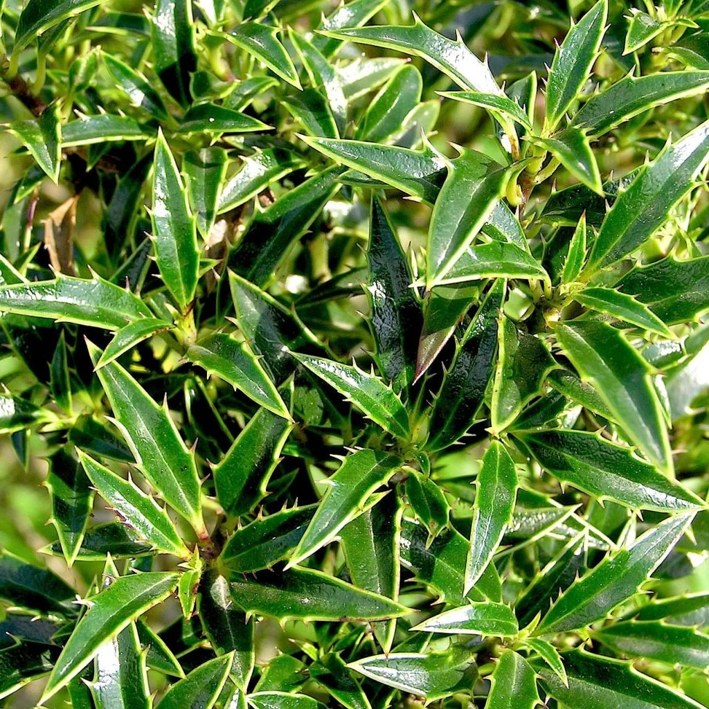 Houx à Feuilles De Myrte - Ilex Aquifolium Myrtifolia 3 Houx à Feuilles De Myrte - Ilex Aquifolium Myrtifolia