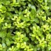 Houx Crénelé - Ilex Crenata Blondie -Fleurs & Plantes Soldes Boutique Ilex crenata Blondie 781726 1