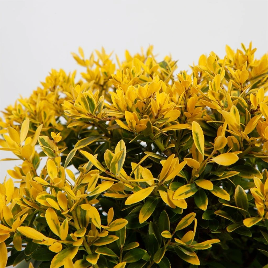 Ilex Crenata Lingold - Houx Crénelé 3 Ilex Crenata Lingold - Houx Crénelé