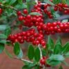 Houx Verticillé Femelle Maryland Beauty - Ilex Verticillata -Fleurs & Plantes Soldes Boutique Ilex verticillata Maryland Beauty 15381 1