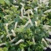 Itea Virginica Scentlandia - Itéa De Virginie 2 Itea Virginica Scentlandia - Itéa De Virginie -Fleurs & Plantes Soldes Boutique Itea virginica Scentlandia 87093 1