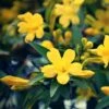 Jasmin - Jasminum Humile Revolutum -Fleurs & Plantes Soldes Boutique Jasmin Jasminum humile Revolutum copyright 1010781 1