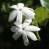 Jasmin Officinal - Jasminum Officinale Affinis -Fleurs & Plantes Soldes Boutique Jasmin blanc officinal Jasminum officinale Affinis copyright 1010792 1