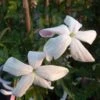 Jasmin D'Espagne - Jasminum Grandiflorum -Fleurs & Plantes Soldes Boutique Jasminum grandiflorum 83640 1