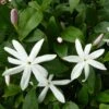 Jasmin Sauvage étoilé - Jasminum Multipartitum -Fleurs & Plantes Soldes Boutique Jasminum multipartitum 83641 1