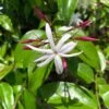 Jasminum Nitidum - Jasmin -Fleurs & Plantes Soldes Boutique Jasminum nitidum 89985 1