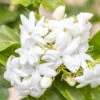 Jasmin D'Arabie - Jasminum Sambac -Fleurs & Plantes Soldes Boutique Jasminum sambac copyright 85671111 1