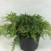 Juniperus Communis Hornibrookii - Genévrier Commun 1 Juniperus Communis Hornibrookii - Genévrier Commun -Fleurs & Plantes Soldes Boutique Juniperus communis Hornibrookii 652002 1