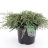 Genévrier Commun - Juniperus Communis Repanda 1 Genévrier Commun - Juniperus Communis Repanda -Fleurs & Plantes Soldes Boutique Juniperus communis Repanda 84116 1