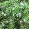 Genévrier Des Plages - Juniperus Conferta Schlager -Fleurs & Plantes Soldes Boutique Juniperus conferta Schlager 88133 1