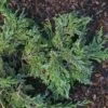 Genévrier Horizontal - Juniperus Horizontalis Jade River -Fleurs & Plantes Soldes Boutique Juniperus horizontalis Jade River copyright 1003121 1