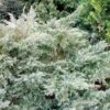 Genévrier De Pfitzer - Juniperus Pfitzeriana Glauca