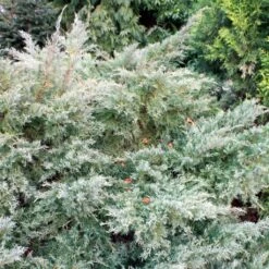 Genévrier De Pfitzer - Juniperus Pfitzeriana Glauca
