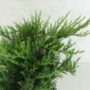 Juniperus Sabina Rockery Gem - Genévrier Sabine 1 Juniperus Sabina Rockery Gem - Genévrier Sabine -Fleurs & Plantes Soldes Boutique Juniperus sabina Rockery Gem 0660002 1