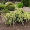 Genévrier écailleux - Juniperus Squamata Holger 2 Genévrier écailleux - Juniperus Squamata Holger -Fleurs & Plantes Soldes Boutique Juniperus squamata Holger 0664002 1