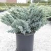 Genévrier écailleux - Juniperus Squamata Meyeri -Fleurs & Plantes Soldes Boutique Juniperus squamata Meyeri 84123 1