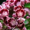 Kalmia Latifolia Bull's Eye - Laurier Des Montagnes Rouge Et Blanc -Fleurs & Plantes Soldes Boutique Kalmia latifolia Bulls Eye 781981 1