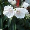 Kalmia Latifolia Elf - Laurier Des Montagnes -Fleurs & Plantes Soldes Boutique Kalmia latifolia Elf 83151 1