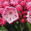 Kalmia Latifolia Ewa - Laurier Des Montagnes Rose Pâle Veiné De Pourpre -Fleurs & Plantes Soldes Boutique Kalmia latifolia Ewa 781988 1
