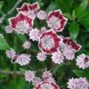 Kalmia Latifolia Galaxy - Laurier Des Montagnes -Fleurs & Plantes Soldes Boutique Kalmia latifolia Galaxy Laurier des montagnes a fleurs lie de vie et blanc 16336 1