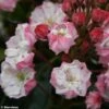 Kalmia Latifolia Madeline - Laurier Des Montagnes Double, Rose Pâle 2 Kalmia Latifolia Madeline - Laurier Des Montagnes Double, Rose Pâle -Fleurs & Plantes Soldes Boutique Kalmia latifolia Madeline 781982 1