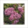 Kalmia Latifolia Otsbo Red - Laurier Des Montagnes Rouge Et Rose Vif. -Fleurs & Plantes Soldes Boutique Kalmia latifolia Ostbo Red 83153 1