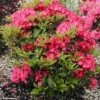 Kalmia Latifolia Pink Charm - Laurier Des Montagnes Rose Foncé 2 Kalmia Latifolia Pink Charm - Laurier Des Montagnes Rose Foncé -Fleurs & Plantes Soldes Boutique Kalmia latifolia Pink Charm 781984 1
