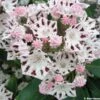 Kalmia Latifolia Windrose - Laurier Des Montagnes Blanc Et Brun Pourpré -Fleurs & Plantes Soldes Boutique Kalmia latifolia Windrose 781991 1