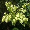 Koelreuteria Paniculata - Savonnier De Chine -Fleurs & Plantes Soldes Boutique Koelreuteria paniculata 87285 1