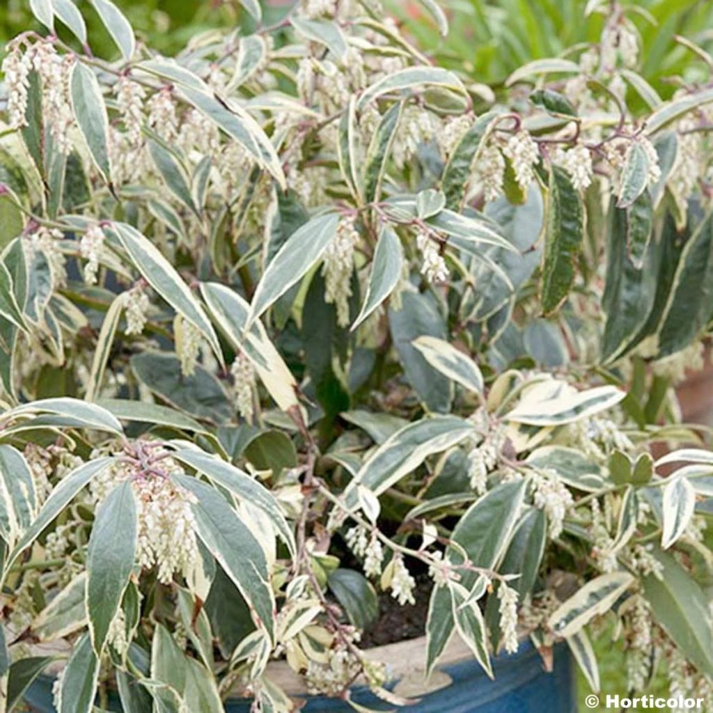 Leucothoe Fontanesiana Whitewater 3 Leucothoe Fontanesiana Whitewater