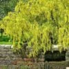 Laburnum Alpinum Pendulum - Cytise Des Alpes -Fleurs & Plantes Soldes Boutique Laburnum alpinum Pendulum 87287 1