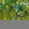 Laburnum Anagyroides - Cytise à Grappe -Fleurs & Plantes Soldes Boutique Laburnum anagyroides 781642 1