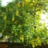 Laburnum Watereri Vossii - Cytise Pluie D'or 2 Laburnum Watereri Vossii - Cytise Pluie D'or -Fleurs & Plantes Soldes Boutique Laburnum watereri Vossii 781640 1