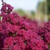 Lagerstroemia Braise D'Eté - Lilas Des Indes -Fleurs & Plantes Soldes Boutique Lagerstroemia Braise d Ete 84468 1