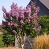 Lagerstroemia Lilac Grand Sud - Lilas Des Indes. 2 Lagerstroemia Lilac Grand Sud - Lilas Des Indes. -Fleurs & Plantes Soldes Boutique Lagerstroemia Lilac Grand Sud 84469 1