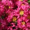 Lagerstroemia Indica Bergerac - Lilas Des Indes -Fleurs & Plantes Soldes Boutique Lagerstroemia indica Bergerac 87452 1